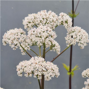 Valeriana Officinalis